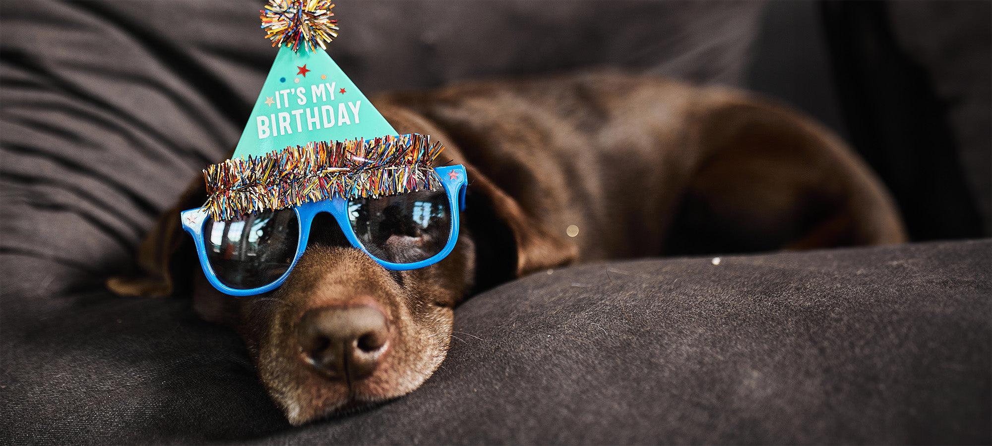 A brown dog wearing a birthday hat and blue sunglasses lounges on a couch.