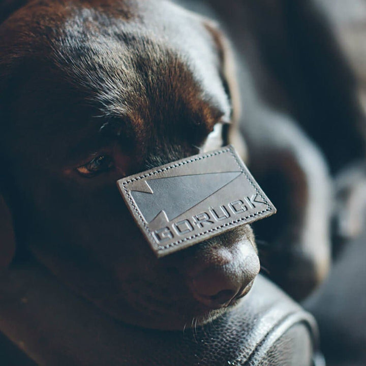 A chocolate lab with a "vendor-unknown" leather GORUCK Spearhead patch on its nose, resting on genuine leather.